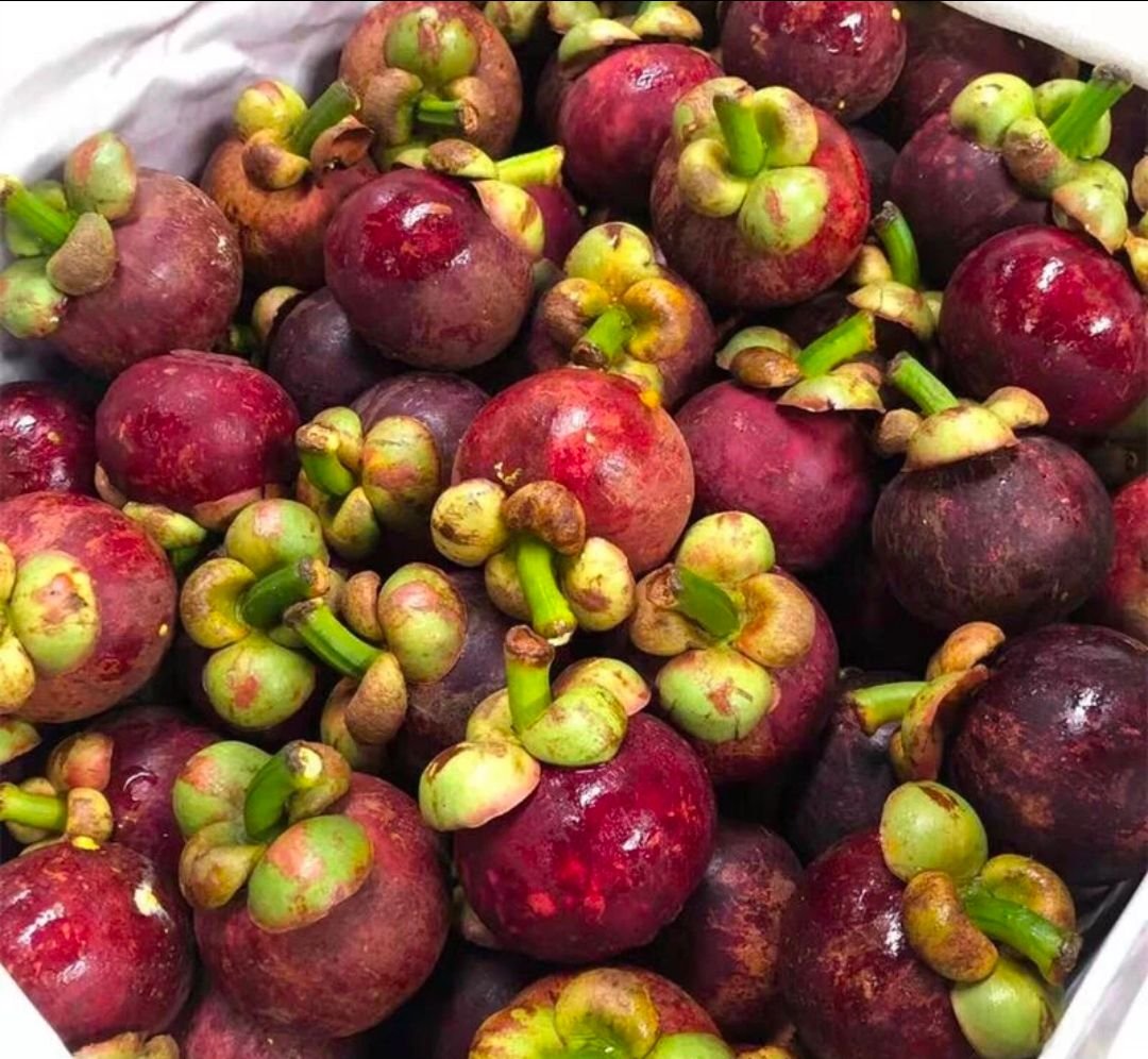Fresh mangosteen (organic fruit)-US - Image 5