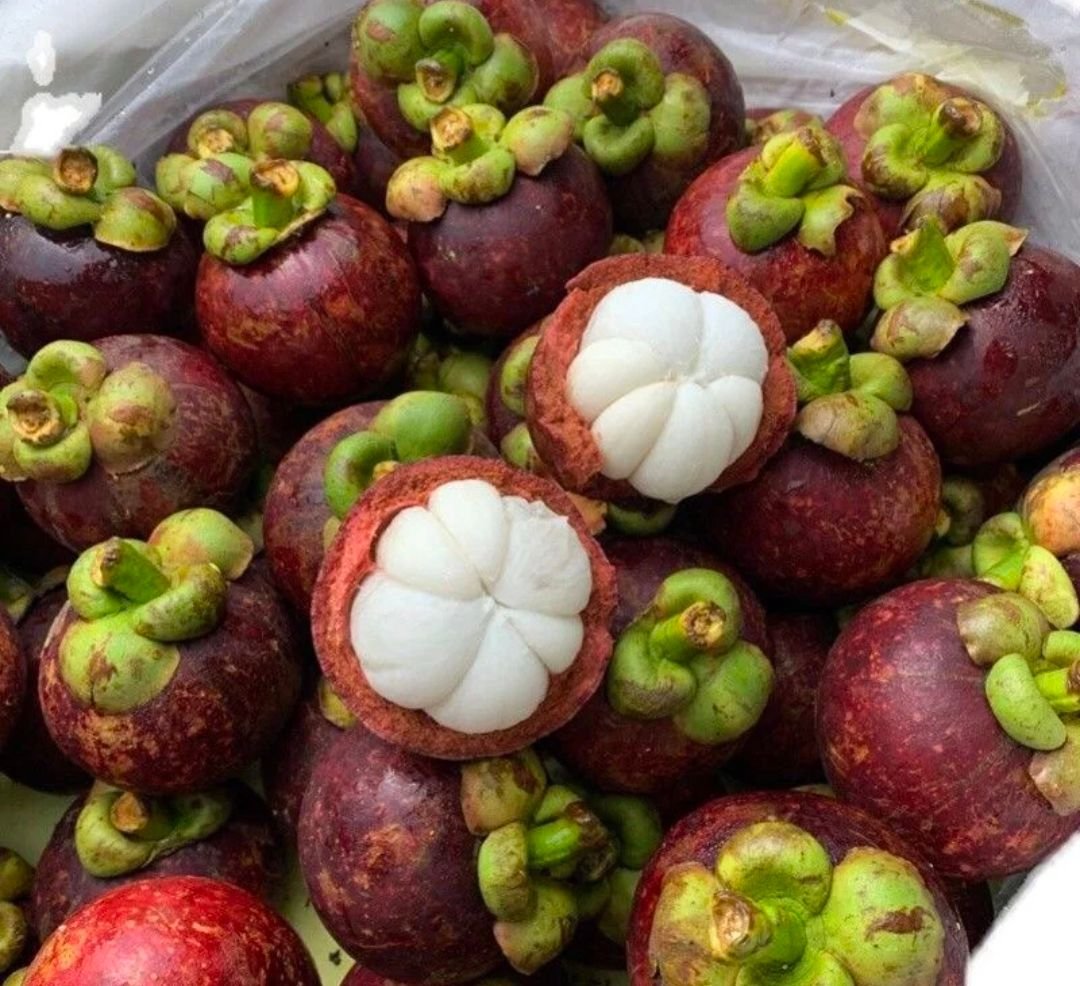 Fresh mangosteen (organic fruit)-US - Image 4