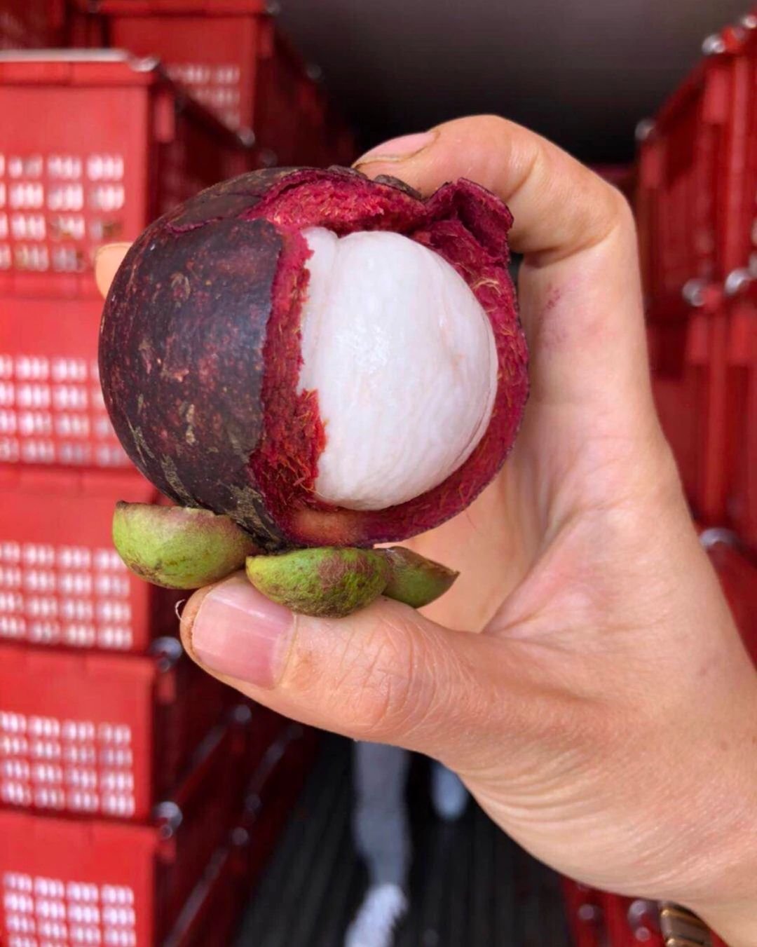 Fresh mangosteen (organic fruit)-US - Image 7
