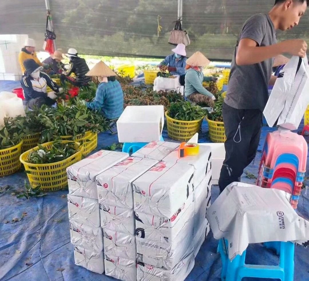 Fresh longan (organic fruit)-US - Image 9