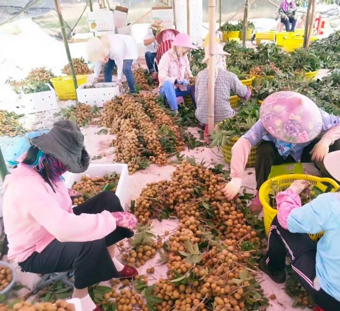 Fresh longan (organic fruit)-US - Image 10