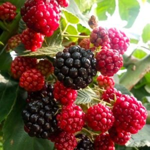 Fresh mulberry (organic fruit)-P