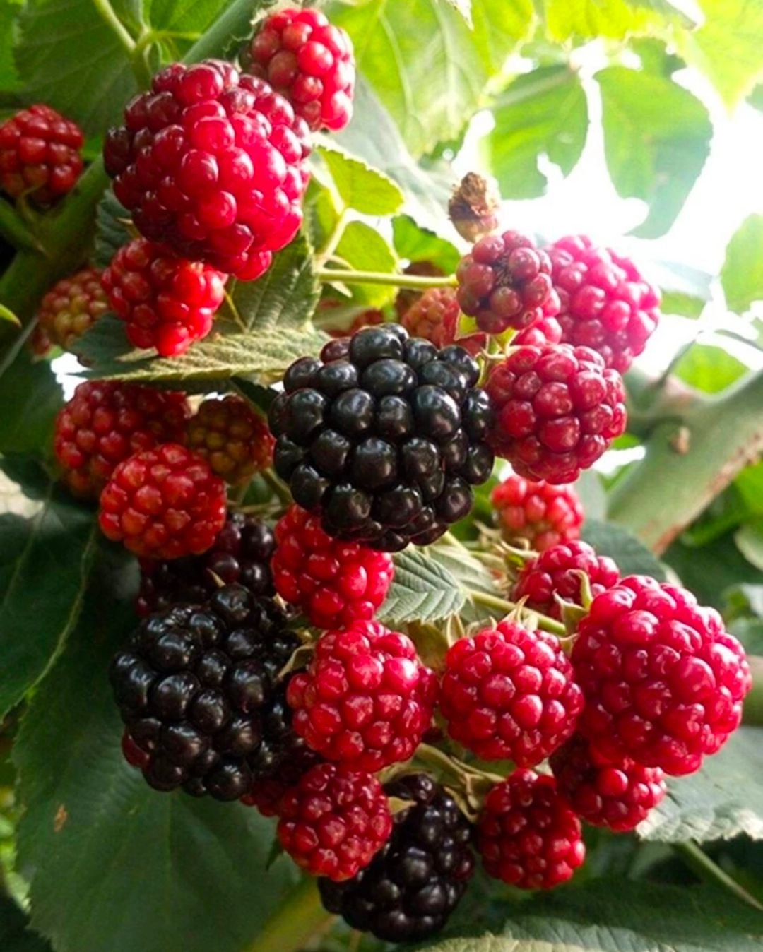 Fresh mulberry (organic fruit)-P