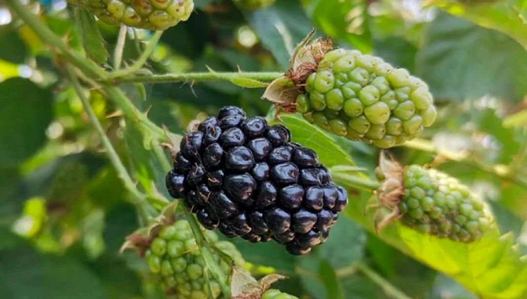 Fresh mulberry (organic fruit)-P - Image 5