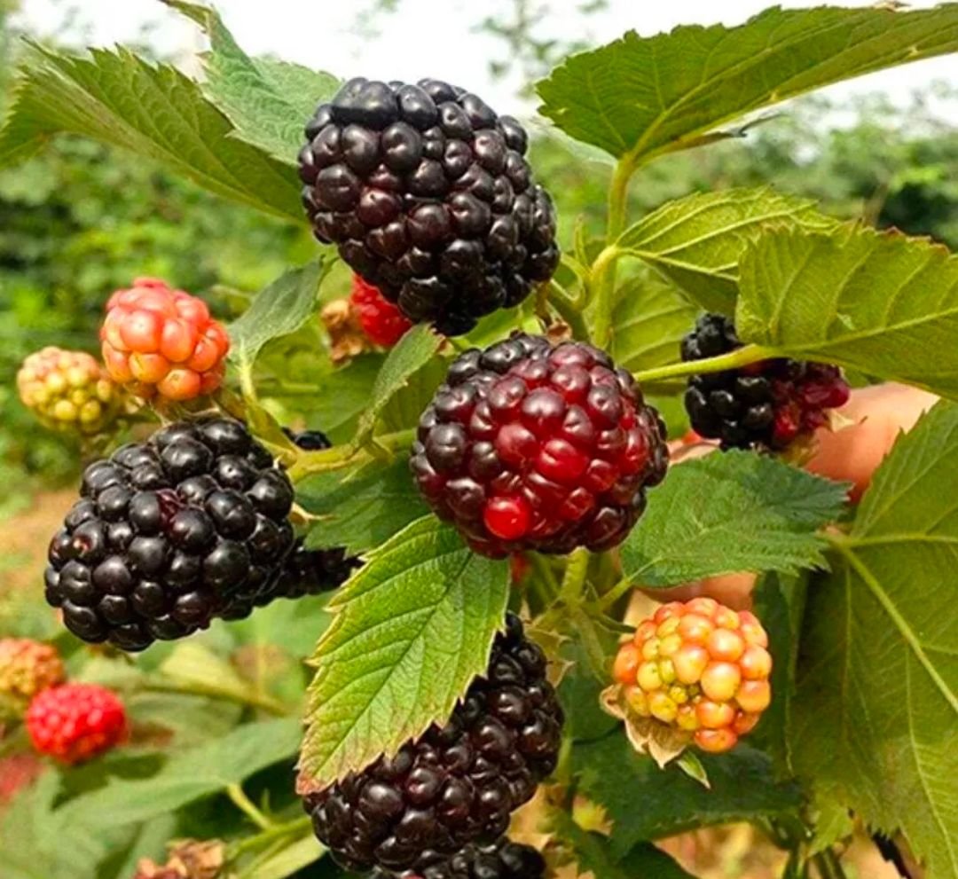 Fresh mulberry (organic fruit)-P - Image 4