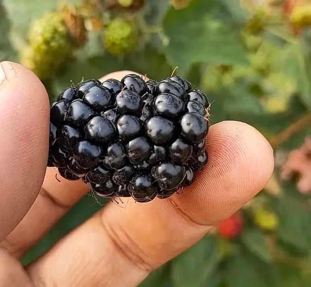 Fresh mulberry (organic fruit)-P - Image 3