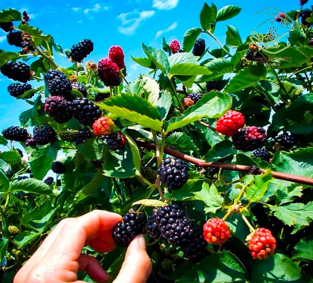 Fresh mulberry (organic fruit)-P - Image 2