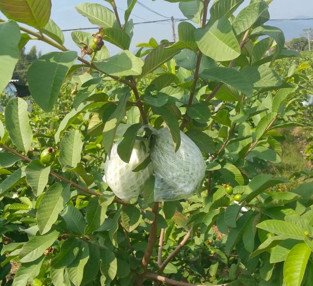 Fresh pink guava (organic fruit)-US - Image 9