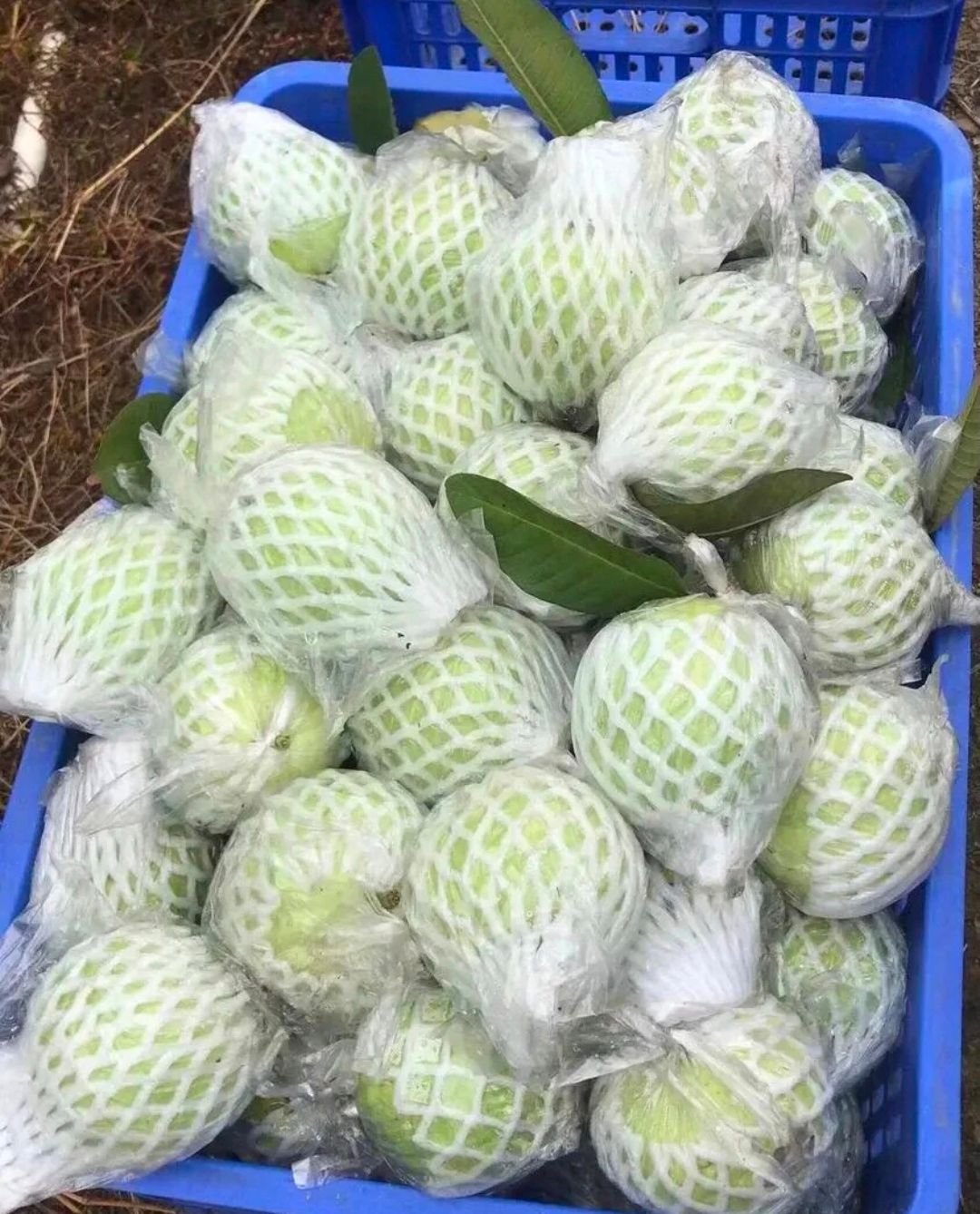 Fresh pink guava (organic fruit)-US - Image 10