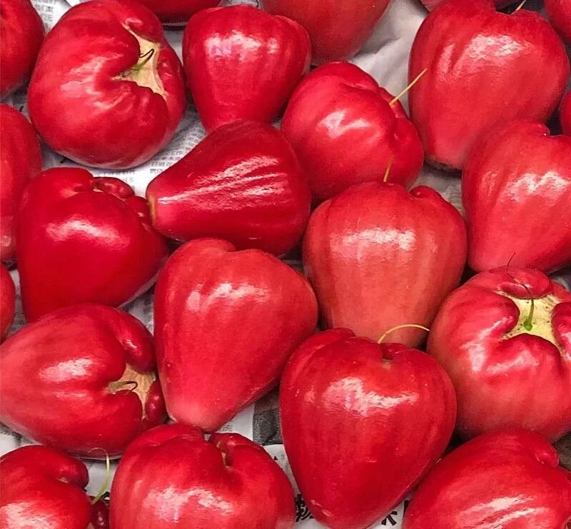 Fresh wax apple (organic fruit)-US - Image 5