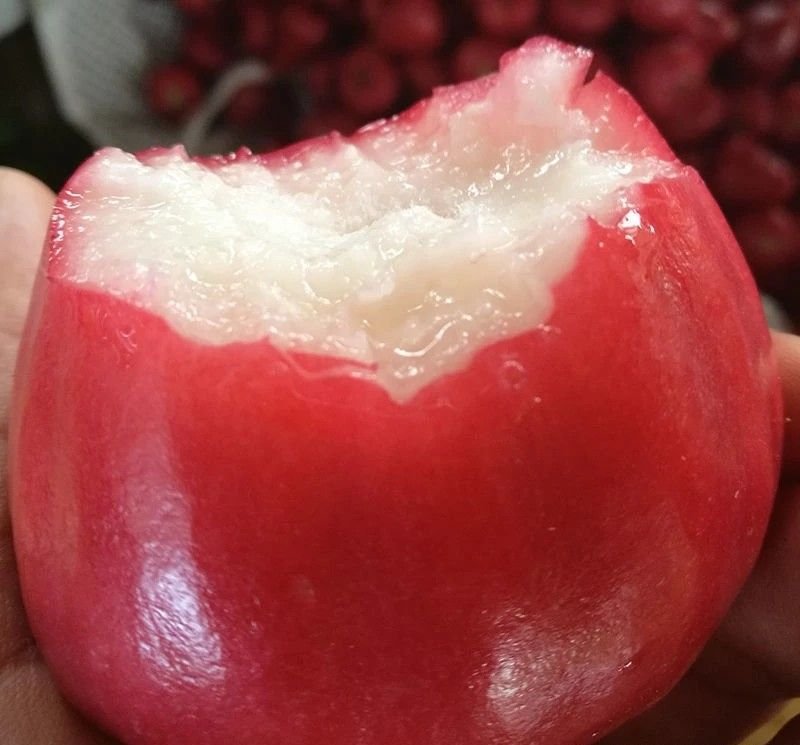 Fresh wax apple (organic fruit)-US - Image 3