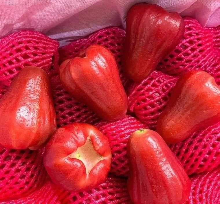 Fresh wax apple (organic fruit)-US - Image 4