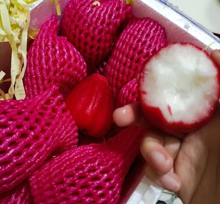 Fresh wax apple (organic fruit)-US - Image 7