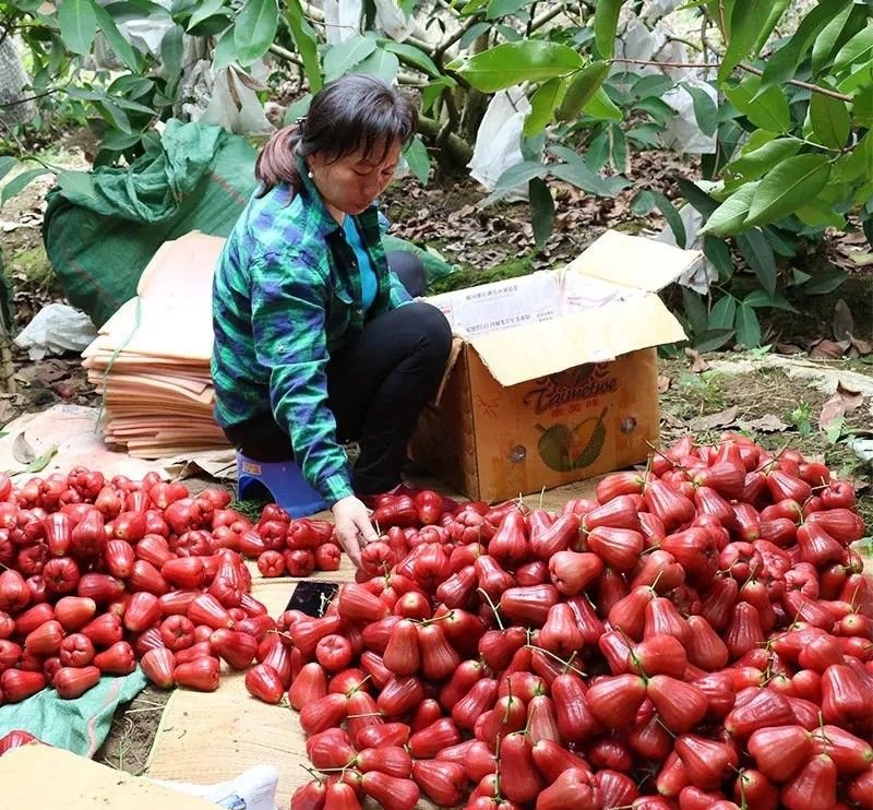 Fresh wax apple (organic fruit)-US - Image 8