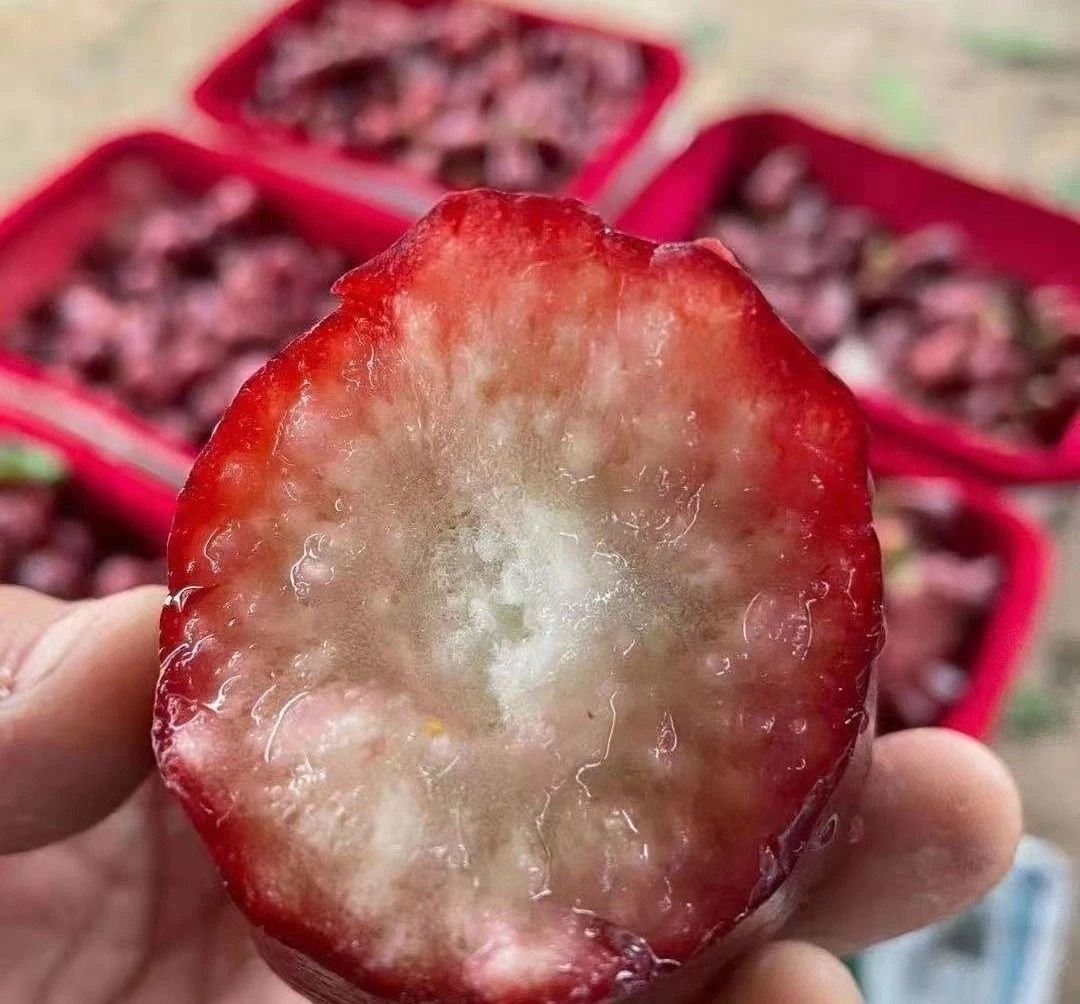 Fresh wax apple (organic fruit)-US - Image 9