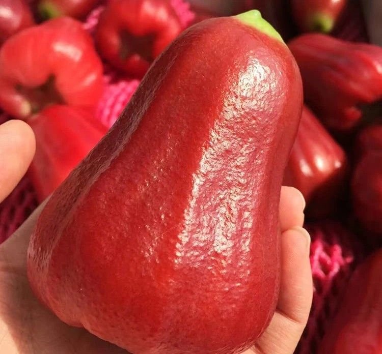 Fresh wax apple (organic fruit)-US - Image 2