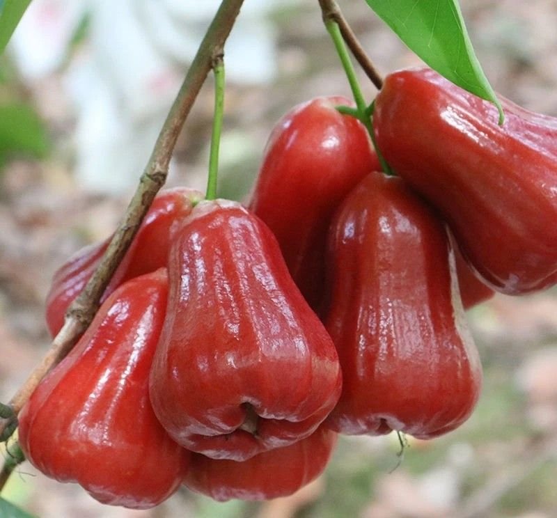 Fresh wax apple (organic fruit)-US - Image 10