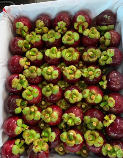 Fresh mangosteen (organic fruit)-US - Image 6