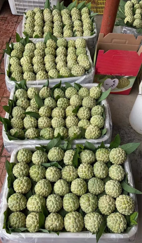 Fresh sugar apple (organic fruits)-US