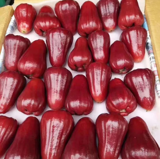 Fresh wax apple (organic fruit)-US