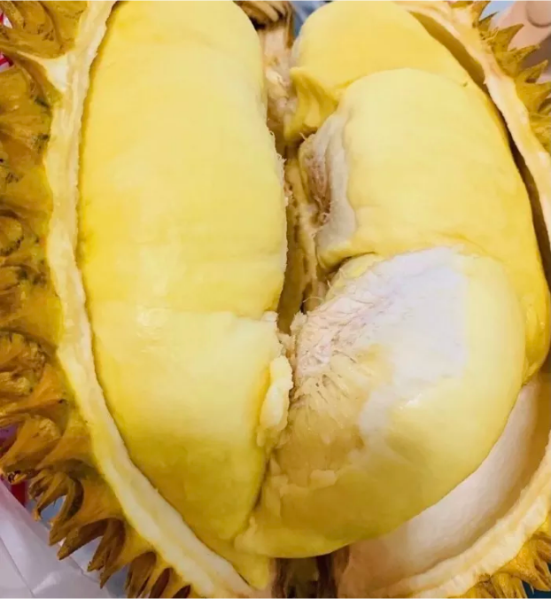 Thai golden pillow durian (organic fruit)-US