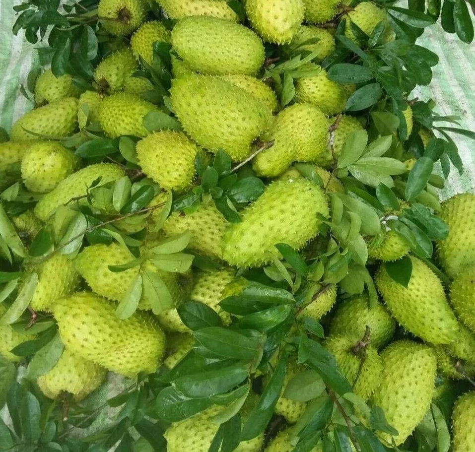 Fresh Soursop (organic fruit)-US - Image 5