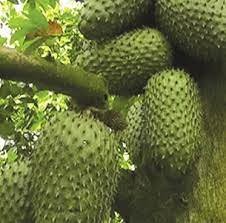 Fresh annona muricata (organic fruit)-P