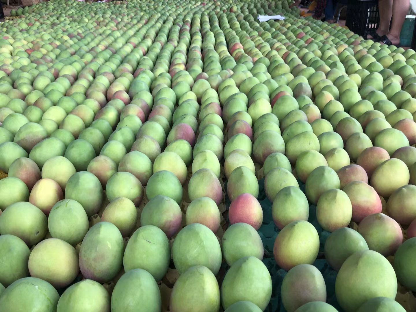 Fresh Thai mango (organic fruit)-US - Image 10