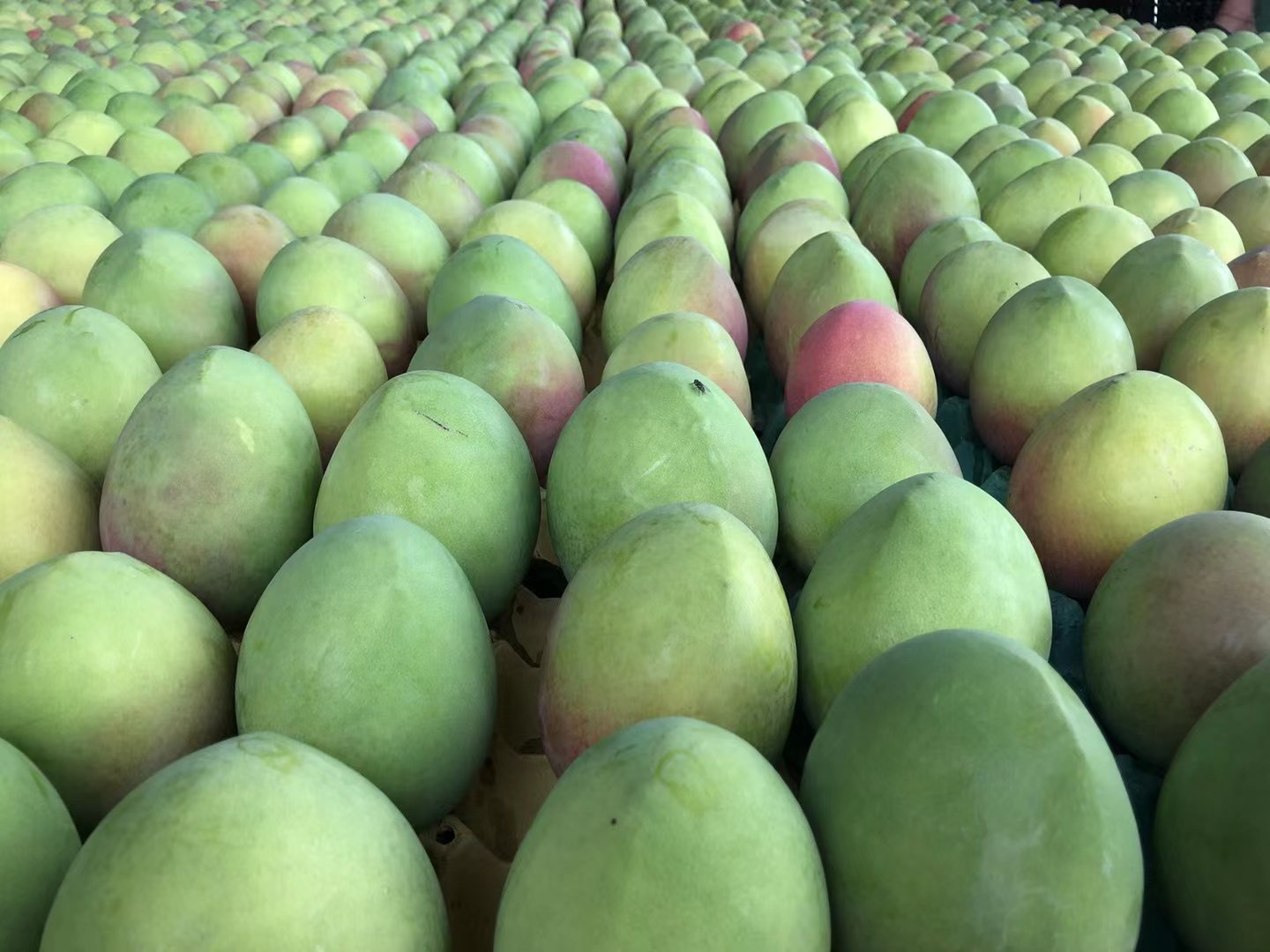Fresh Thai mango (organic fruit)-US - Image 9