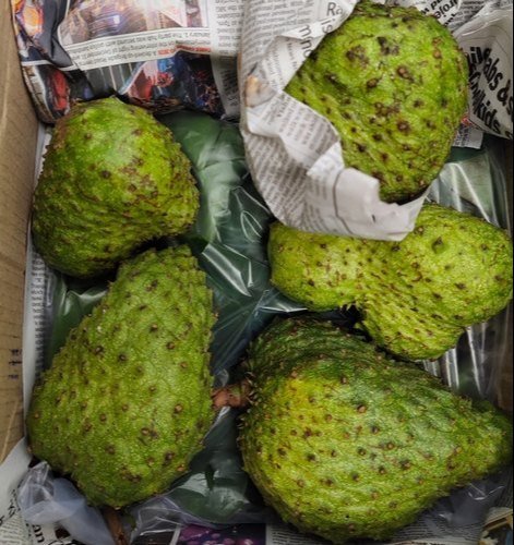 Fresh Soursop (organic fruit)-US - Image 4
