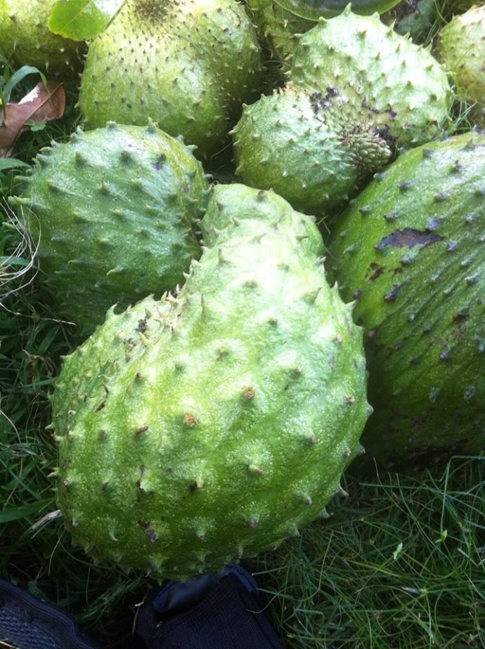Fresh Soursop (organic fruit)-US - Image 6